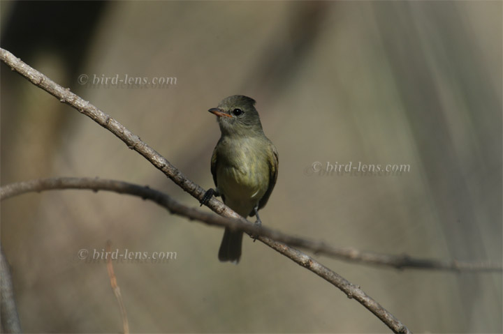 Chaparralfliegenstecher