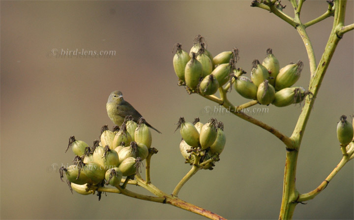 Virginiawaldsänger Virginiawaldsänger