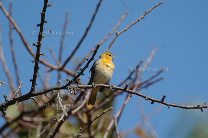 Bullocktrupial Bullocktrupial