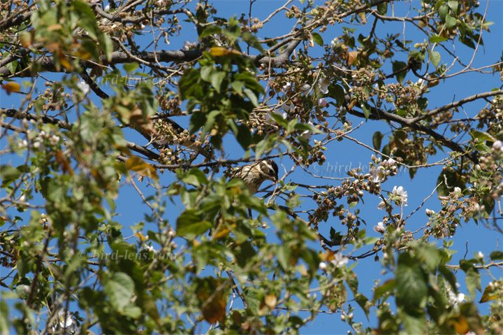 Schwarzkopfkernknacker
