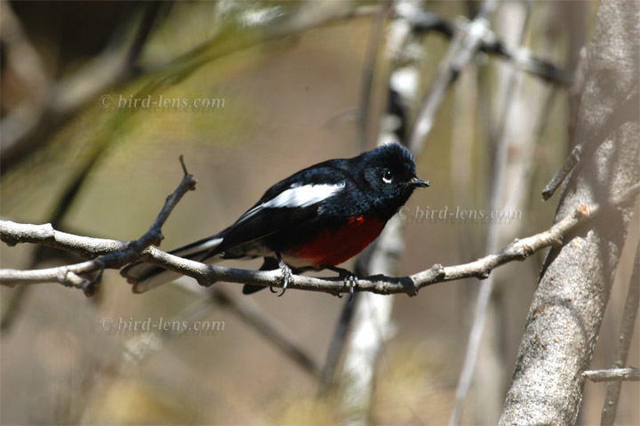 Rotbrust-Waldsänger