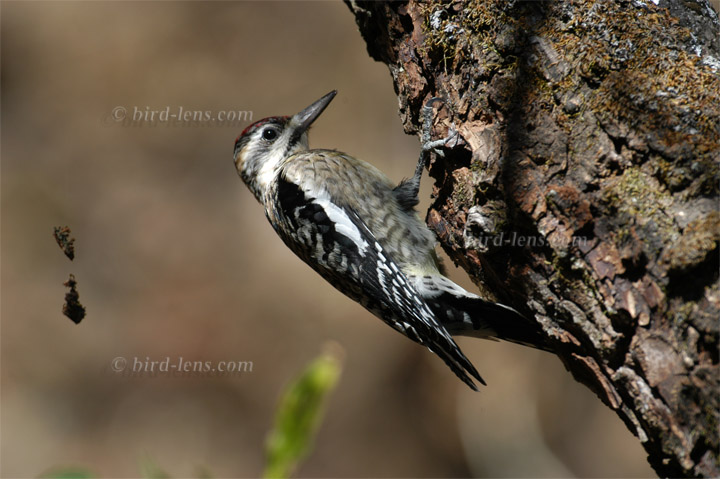 Gelbbauchsaftlecker Gelbbauchsaftlecker