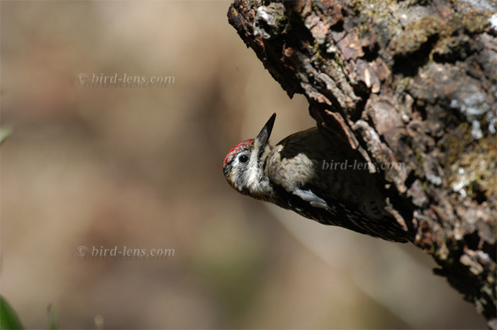 Gelbbauchsaftlecker Gelbbauchsaftlecker