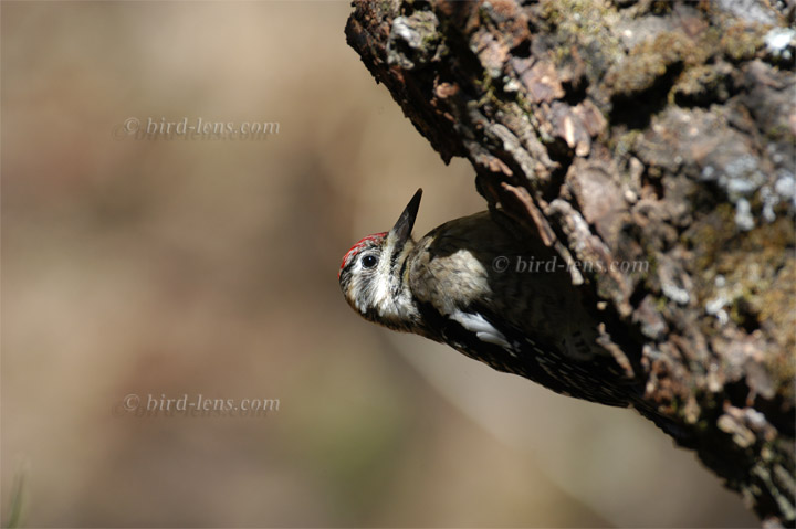 Gelbbauchsaftlecker Gelbbauchsaftlecker
