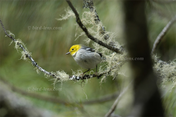 Einsiedelwaldsänger