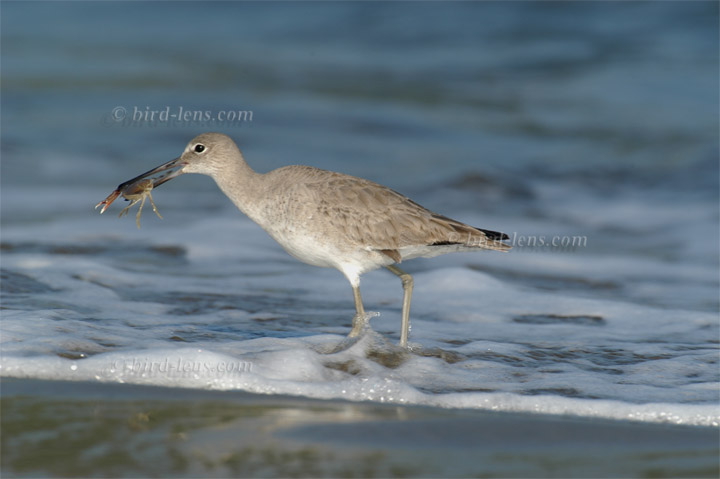 Schlammtreter Schlammtreter