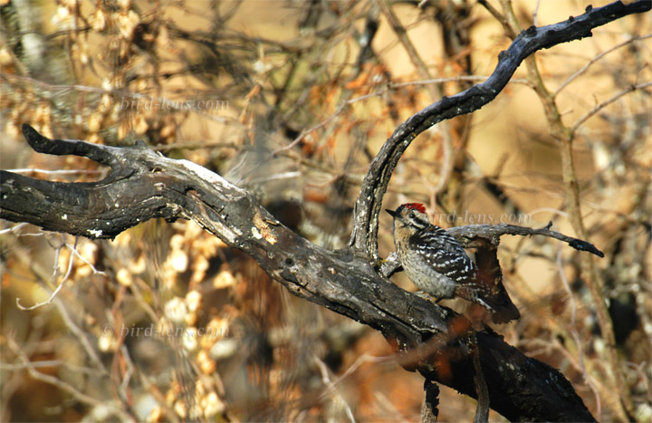 Maschenrückenspecht Maschenrückenspecht