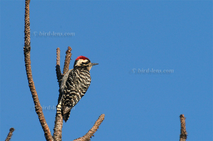Maschenrückenspecht Maschenrückenspecht