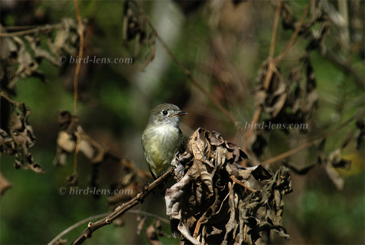 Kordillerentyrann Kordillerentyrann