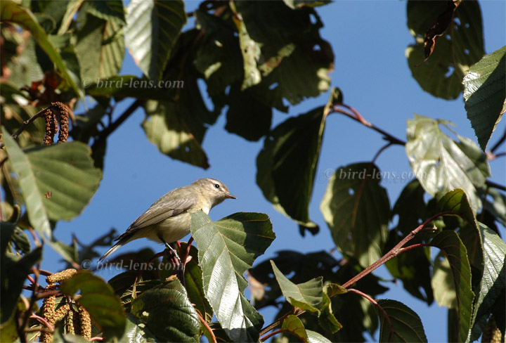 Schlichtvireo Schlichtvireo