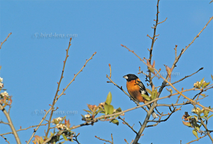 Schwarzkopf-Kernknacker