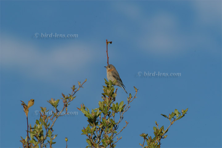 Rotkehl-Hüttensänger