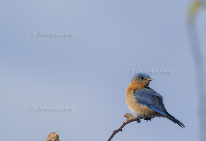 Rotkehl-Hüttensänger
