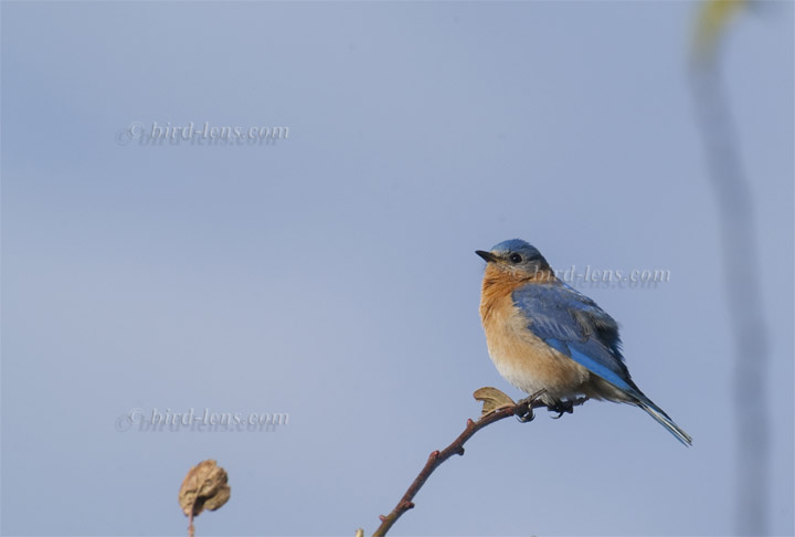 Rotkehl-Hüttensänger