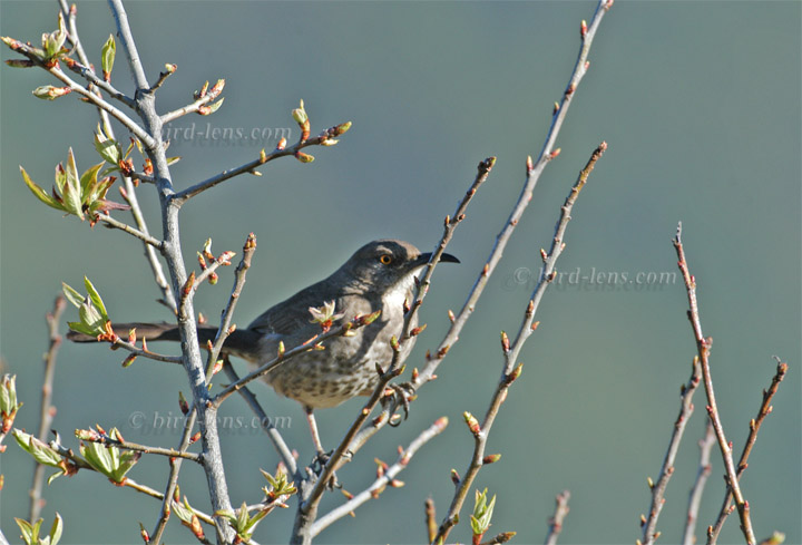 Krummschnabel-Spottdrossel