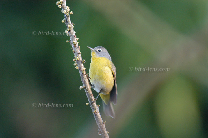 Rubinfleck-Waldsänger Rubinfleck-Waldsänger