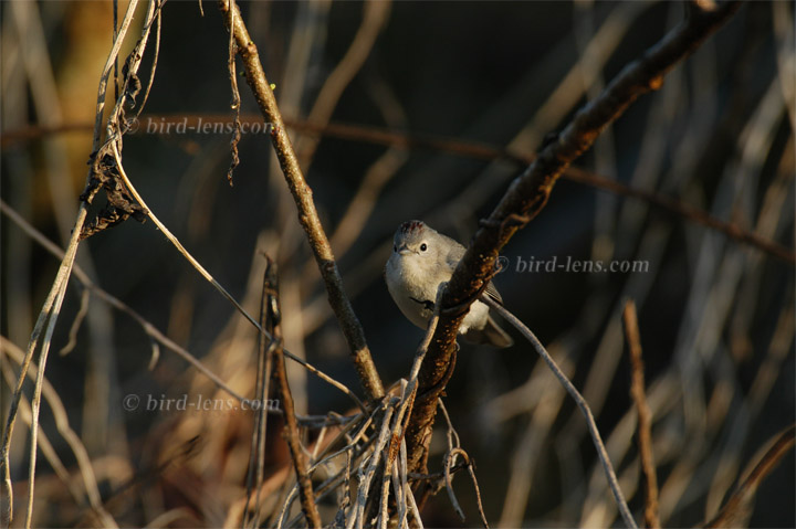 Rotbürzel-Waldsänger