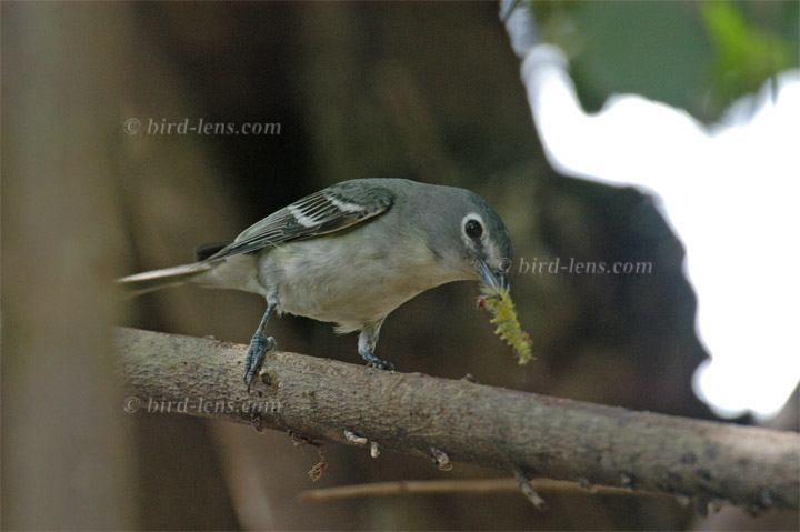 Bleivireo