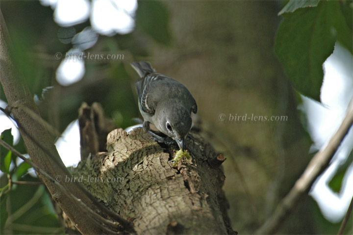 Bleivireo
