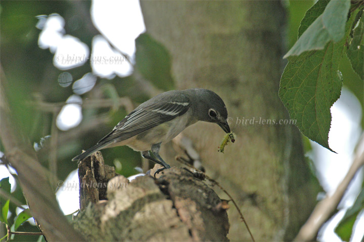 Bleivireo