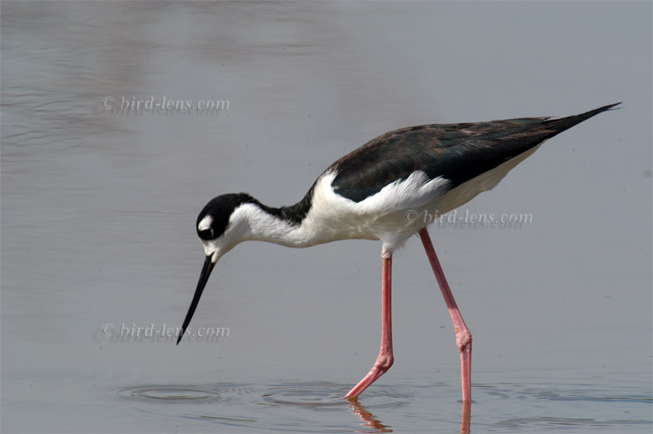 Nordamerikanischer Stelzenläufer Nordamerikanischer Stelzenläufer