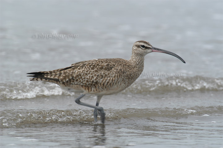Hudsonbrachvogel Hudsonbrachvogel