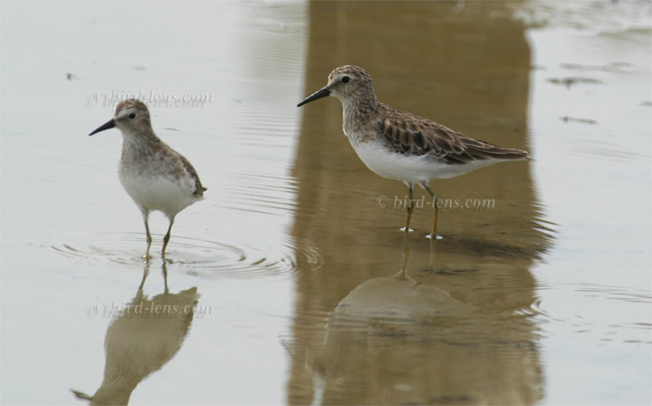 Graubrust-Strandläufer