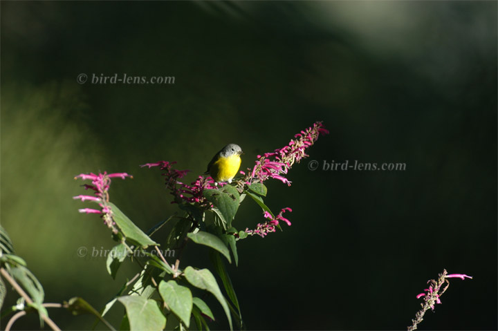 Rubinfleck-Waldsänger Rubinfleck-Waldsänger