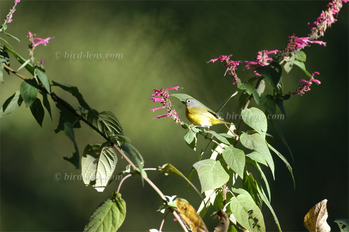 Rubinfleck-Waldsänger Rubinfleck-Waldsänger