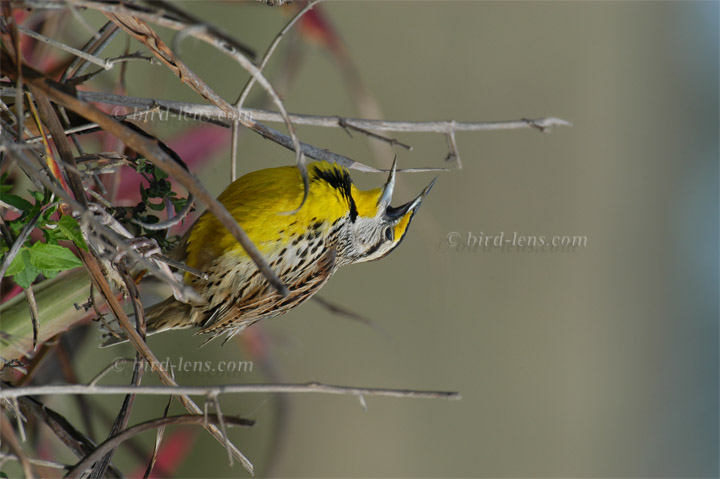 Lerchenstärling Lerchenstärling