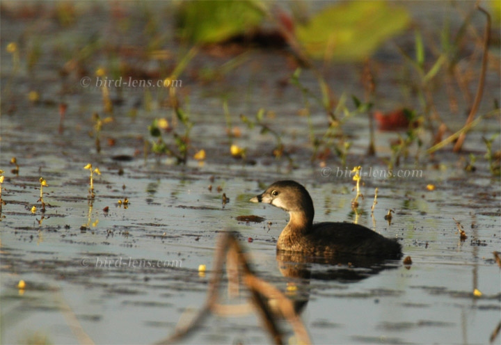 Bindentaucher Bindentaucher