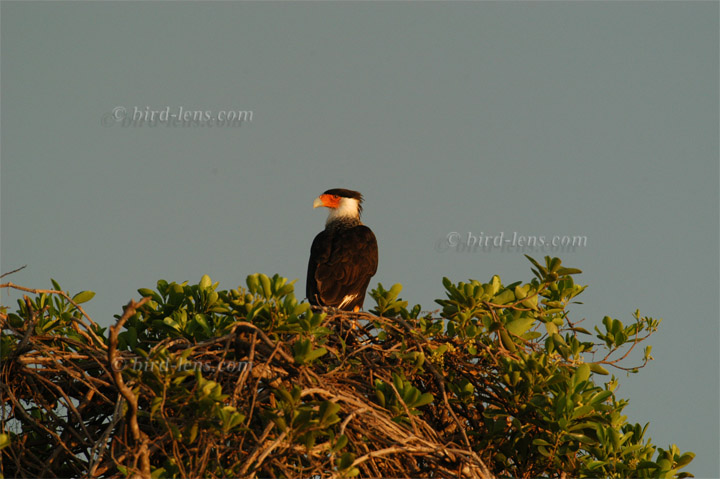 Karibikkarakara Karibikkarakara