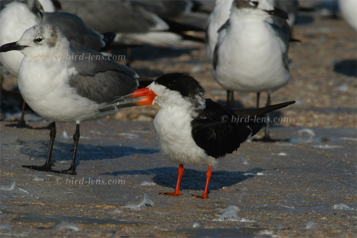 Schwarzmantelscherenschnabel Schwarzmantelscherenschnabel