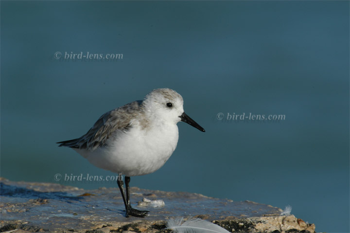 Sanderling