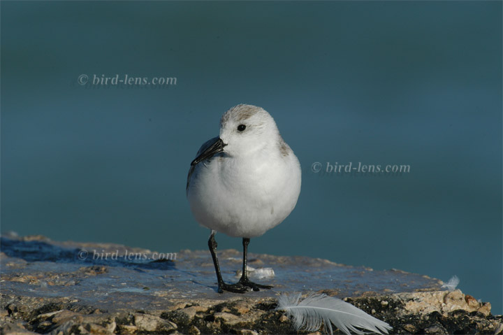 Sanderling Sanderling