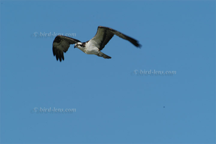 Fischadler Fischadler