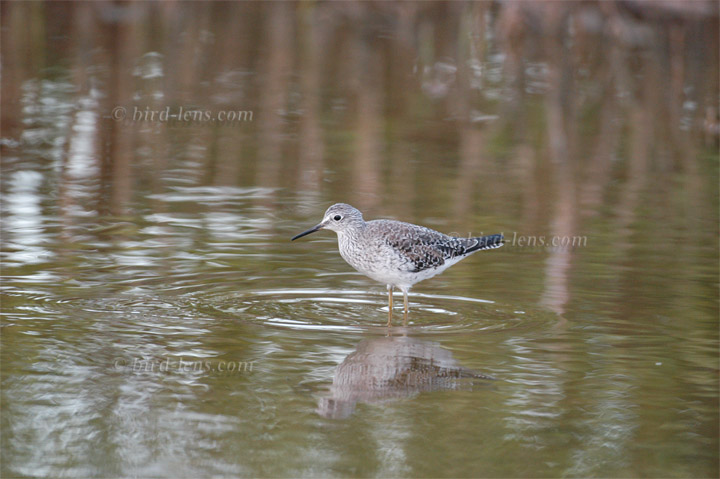 Kleiner Gelbschenkel Kleiner Gelbschenkel