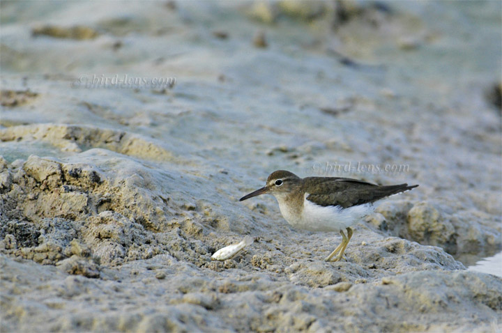 Drosseluferläufer Drosseluferläufer