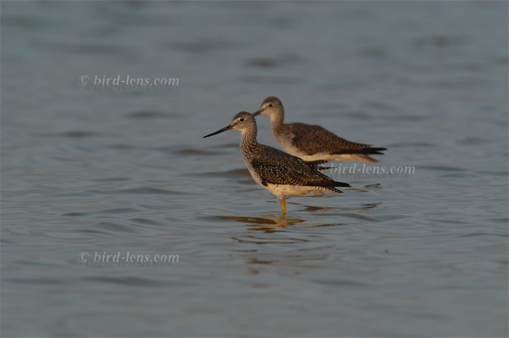 Großer Gelbschenkel Großer Gelbschenkel
