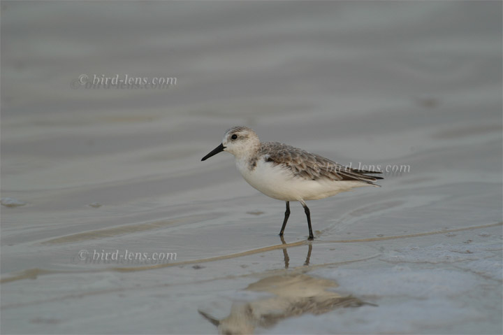 Sanderling Sanderling