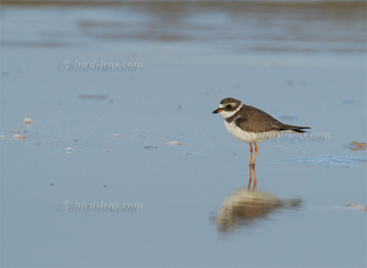 Weißstirnregenpfeifer Weißstirnregenpfeifer