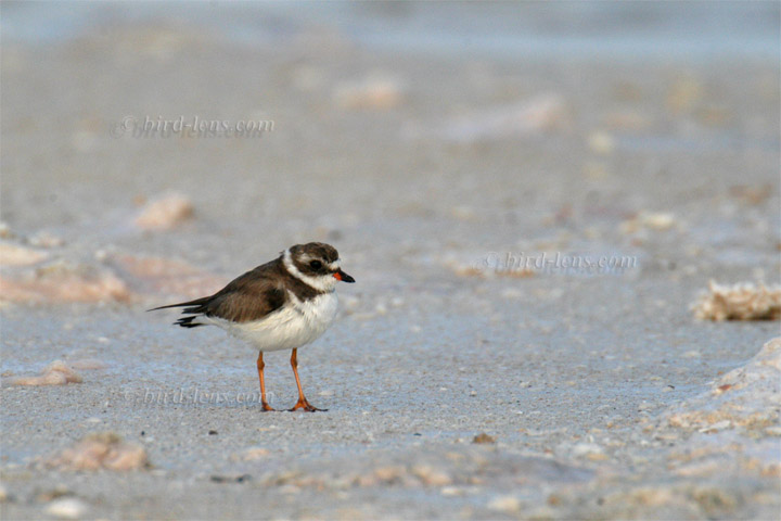 Weißstirnregenpfeifer Weißstirnregenpfeifer