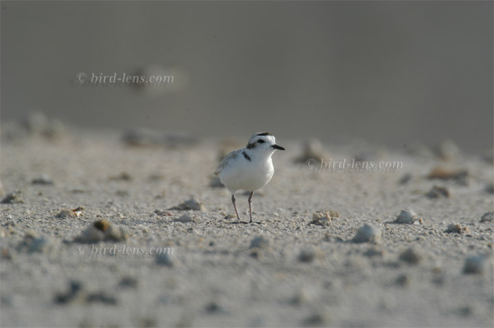 Seeregenpfeifer Seeregenpfeifer