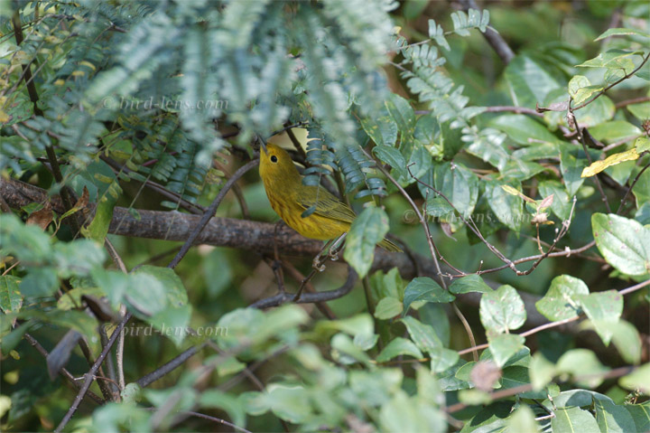 Goldwaldsänger Goldwaldsänger
