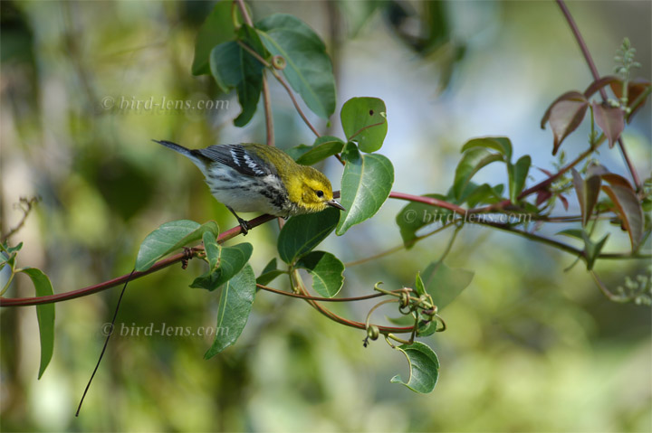 Grünwaldsänger Grünwaldsänger