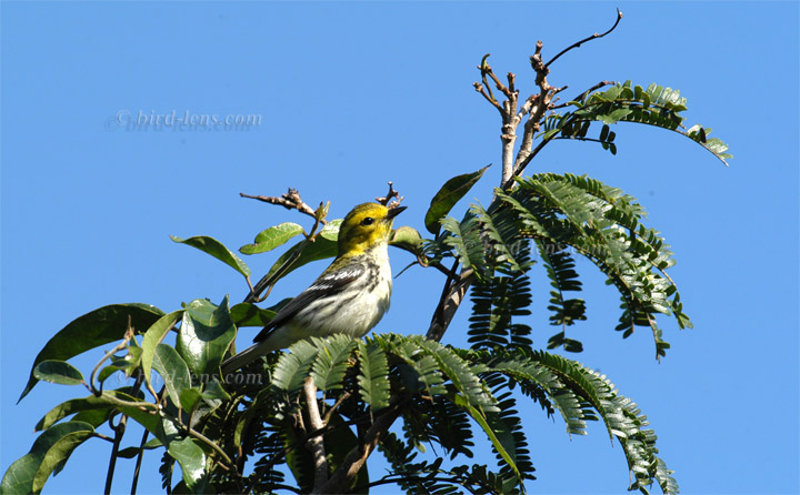 Grünwaldsänger Grünwaldsänger