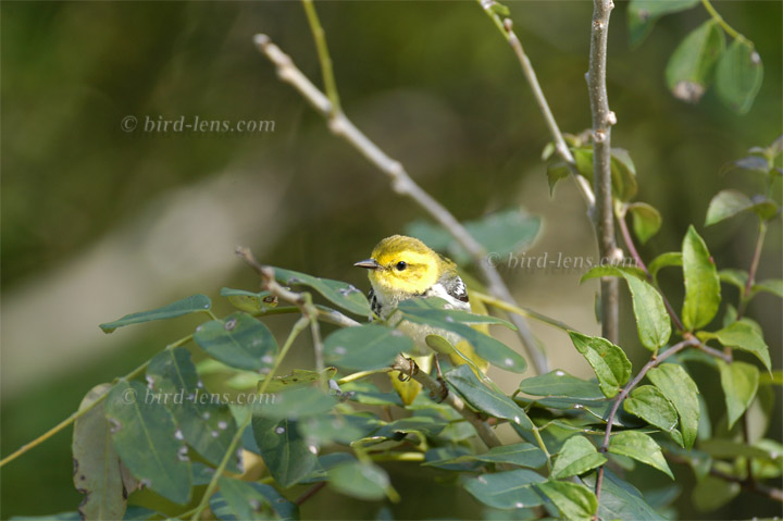 Grünwaldsänger Grünwaldsänger