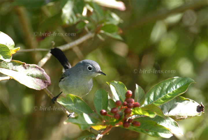 Blaumückenfänger Blaumückenfänger