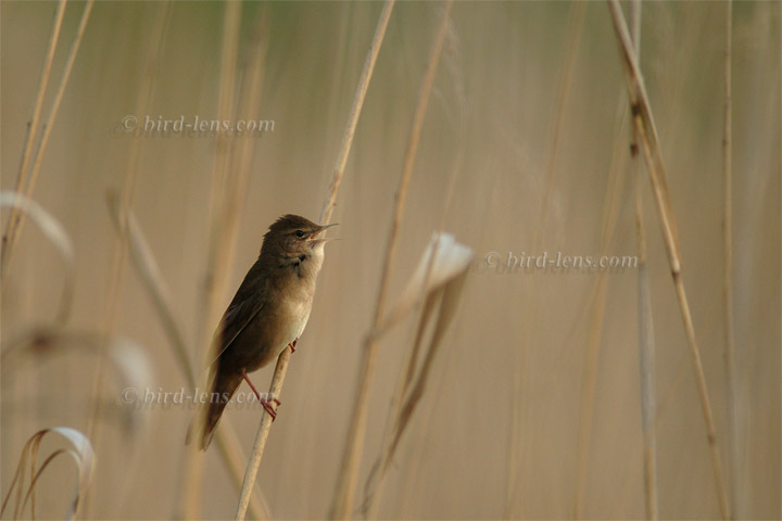 Rohrschwirl Rohrschwirl