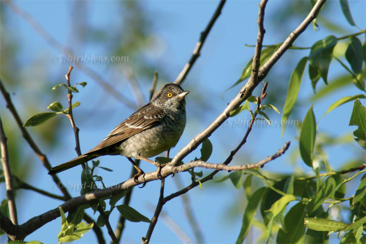 Barred Warbler Barred Warbler